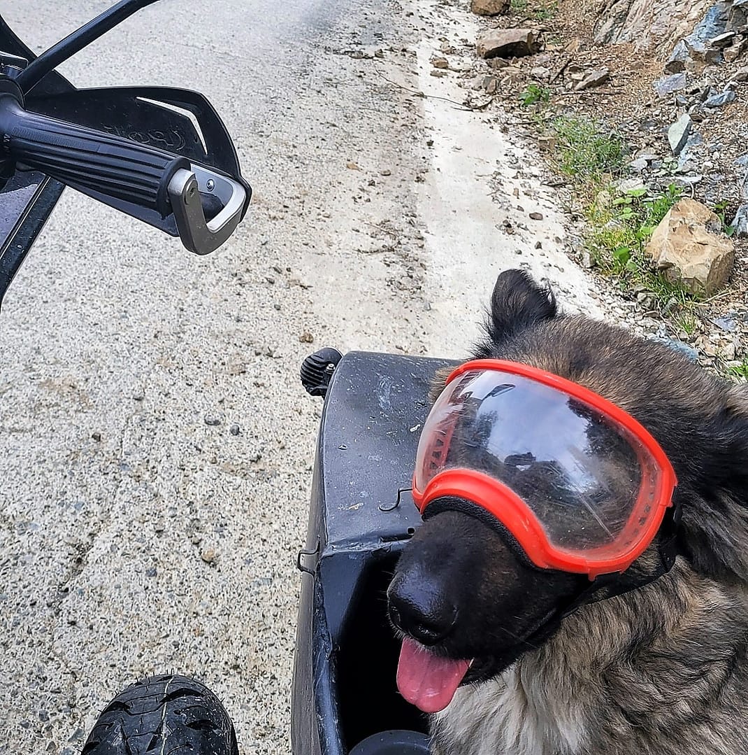 Polly mit Motorradbrille in Motorradgespann
